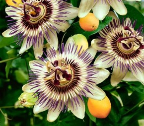 Passionate About Mortgages